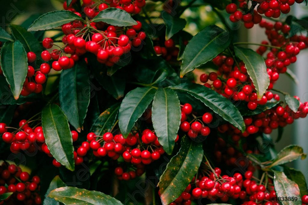 Christmas Berry' red Robin' Hedge