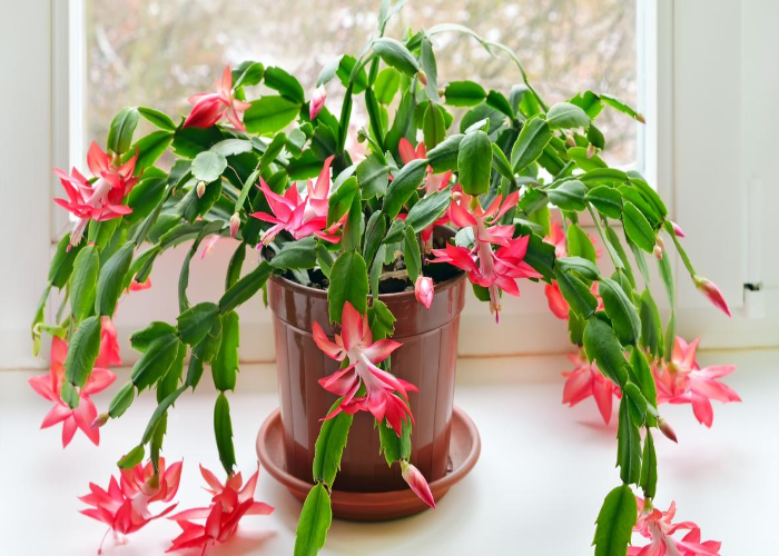 Christmas Cactus