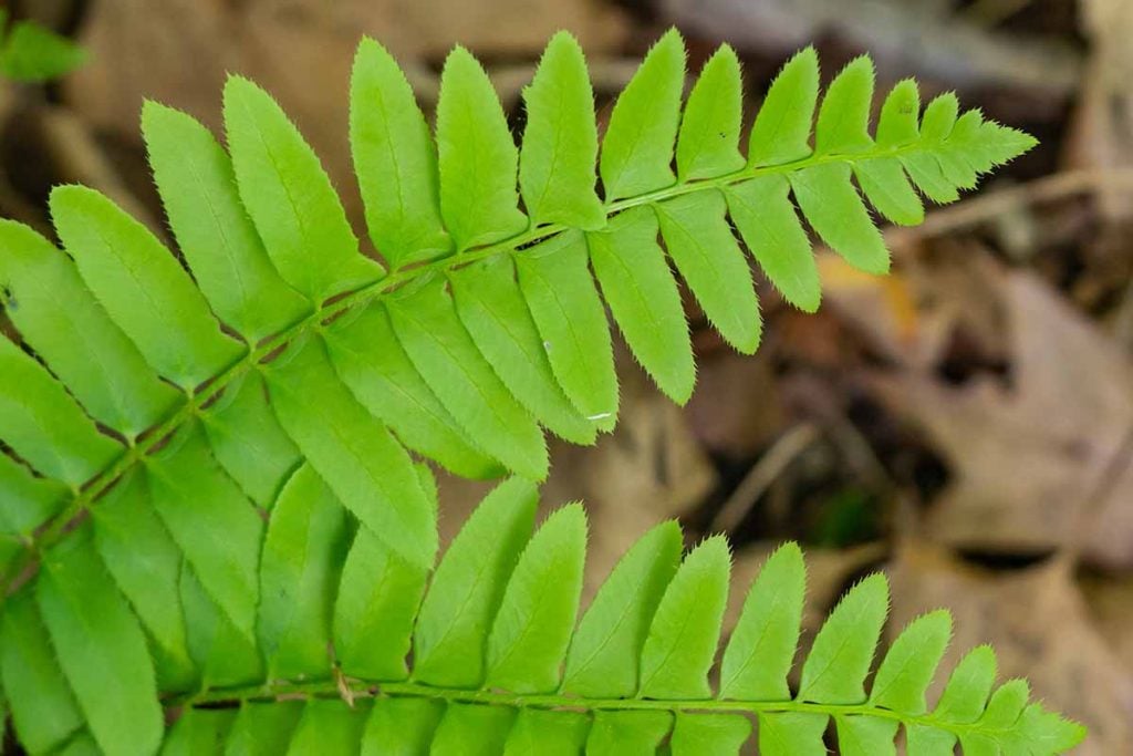 Christmas Fern