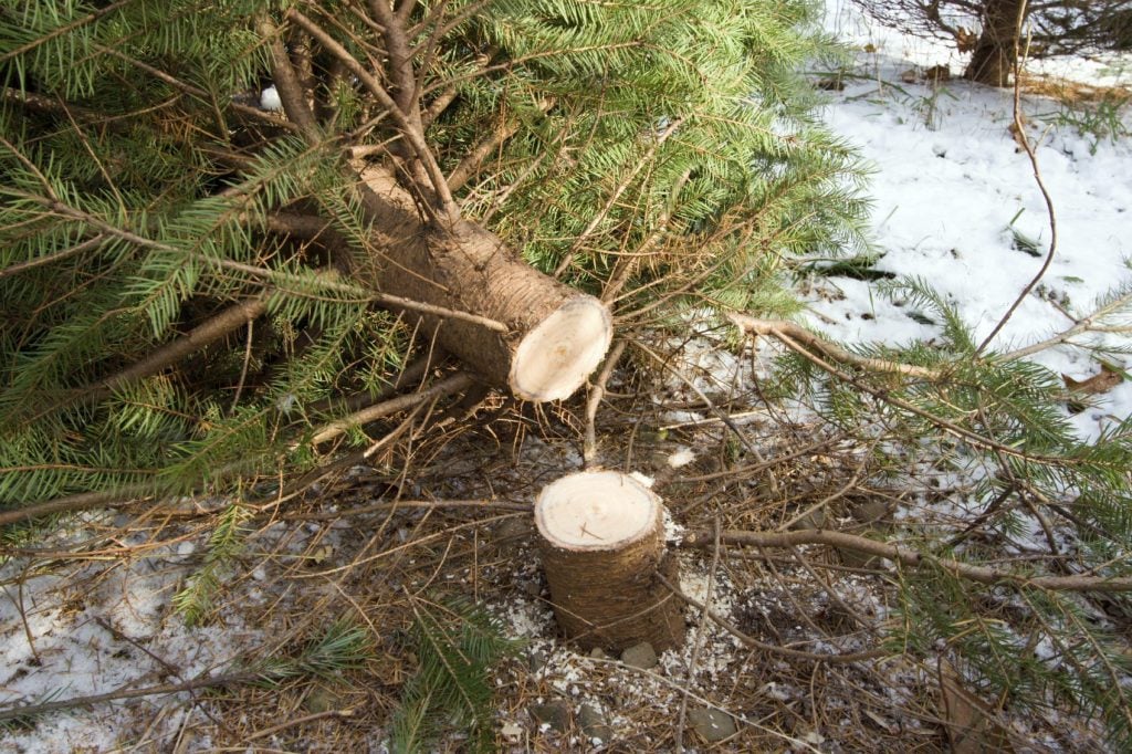 Christmas Tree with Roots