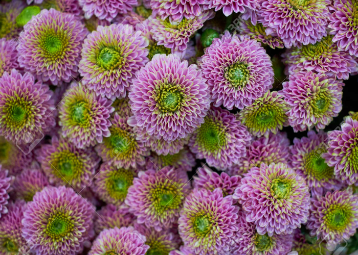 Chrysanthemum Barbara