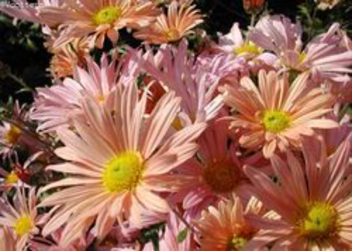 Chrysanthemum Enbee Wedding