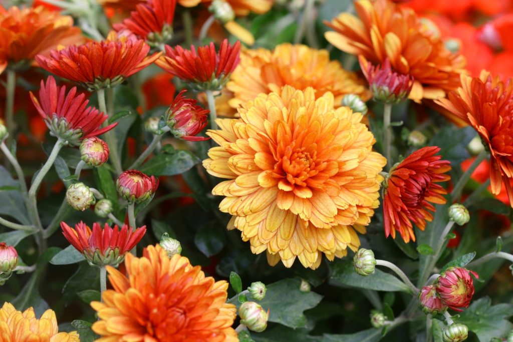 Chrysanthemum Gold Mundial