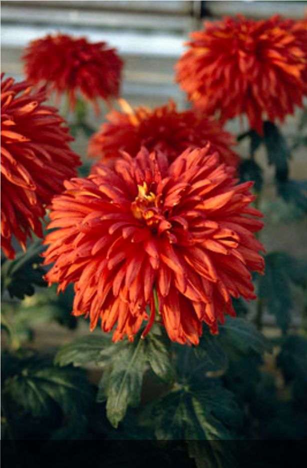 Chrysanthemum Mayford Perfection