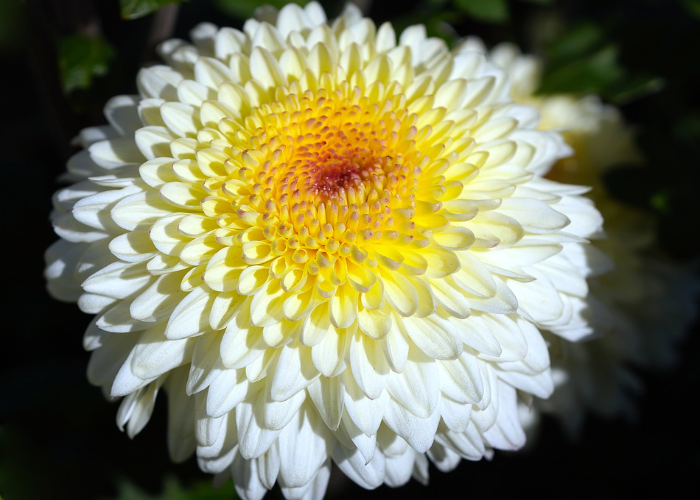 Chrysanthemum Pennine Oriel