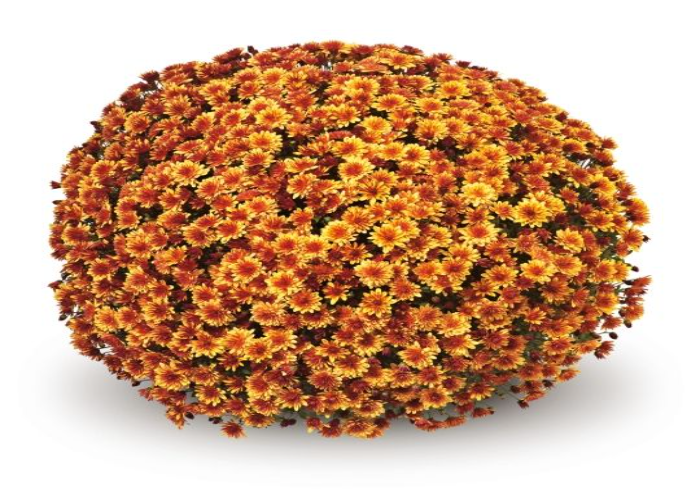 Chrysanthemum Sicardo Orange