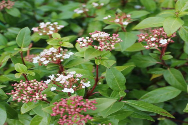 Cinnamon Viburnum