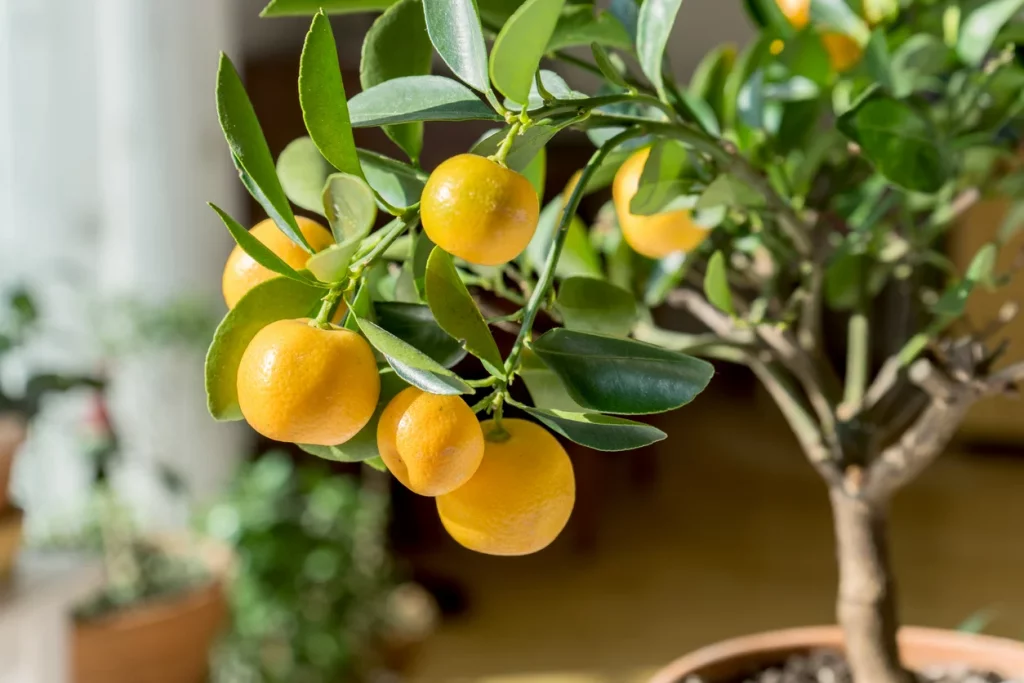 Citrus Fruit Plant