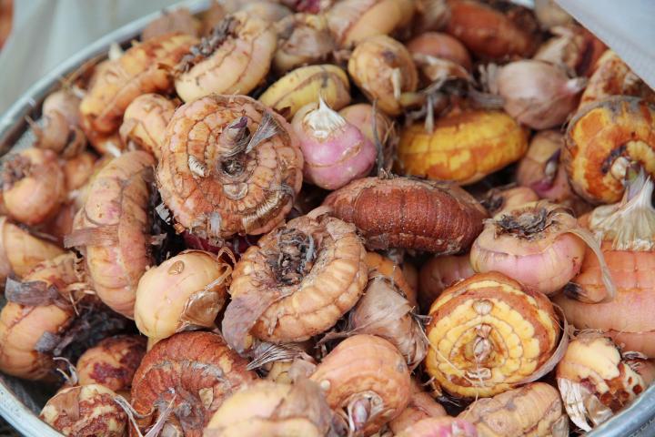 Cleaning Corms