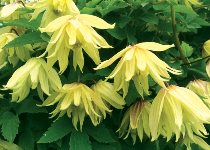 Clematis Amber