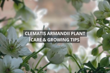 Clematis Armandii Plant Care & Growing Tips