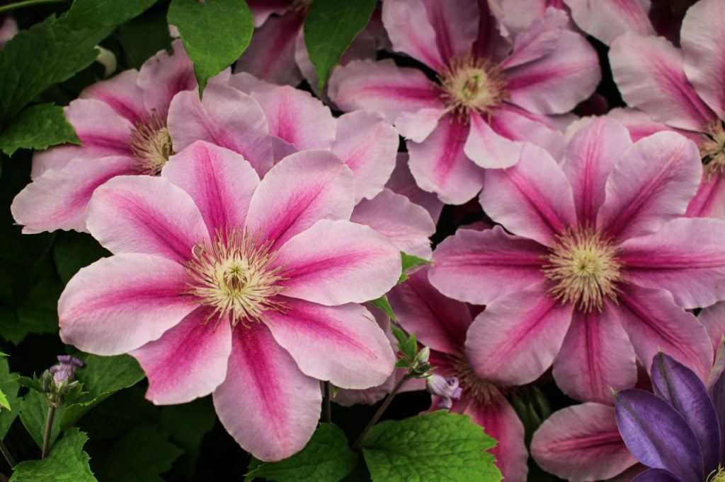 Clematis Bees Jubilee