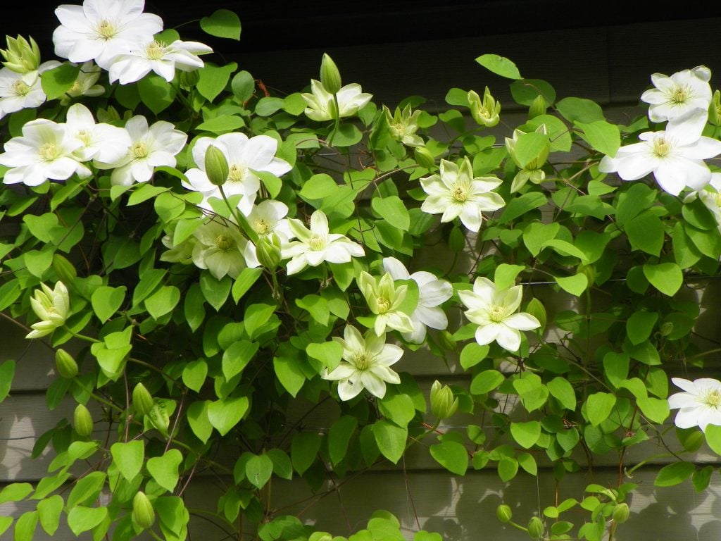 Clematis Guernsey Cream