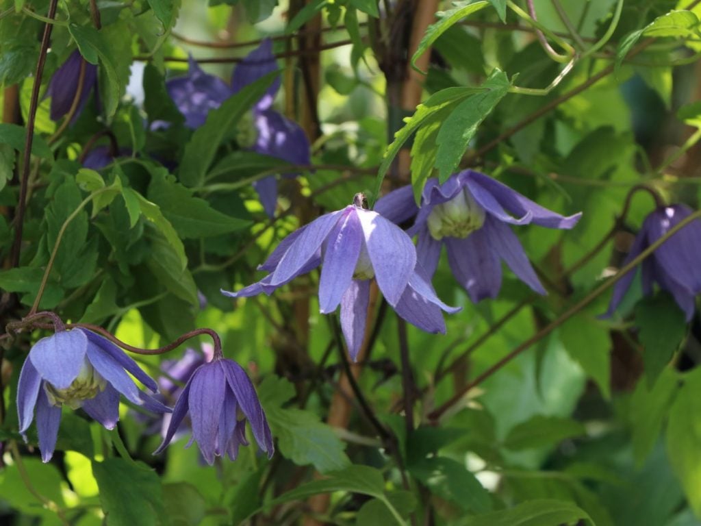 Clematis Macropetala