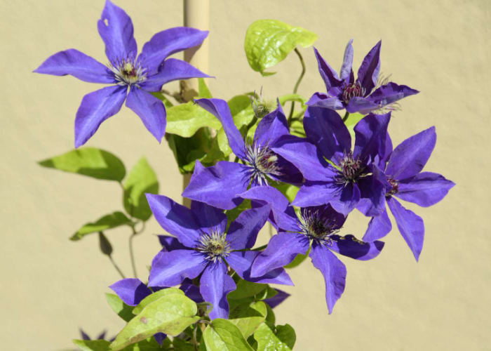 Clematis _The President_