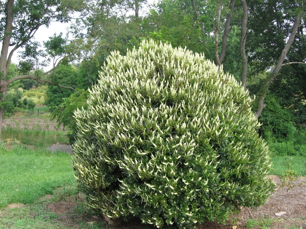 Clethra