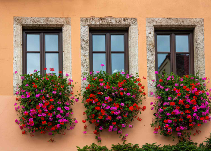 Climbing Geraniums