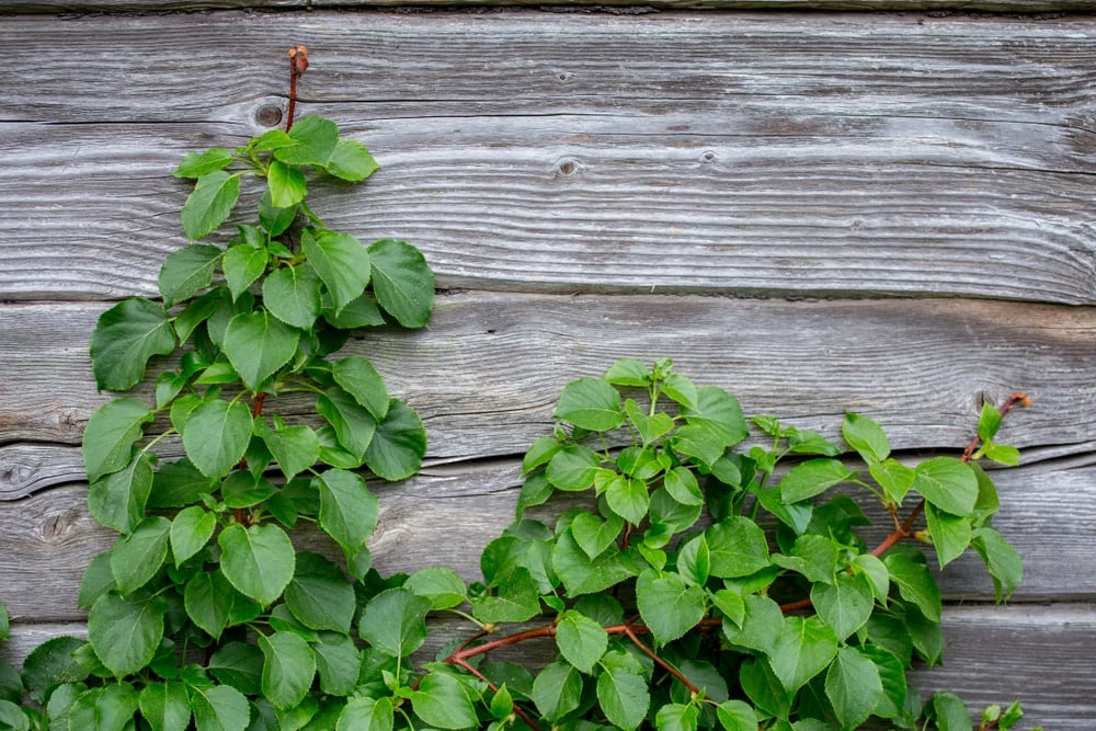 Climbing Hydrangea