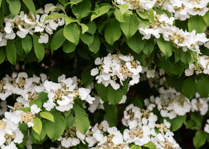 Climbing Hydrangeas