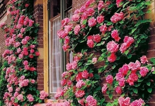 Climbing Rose