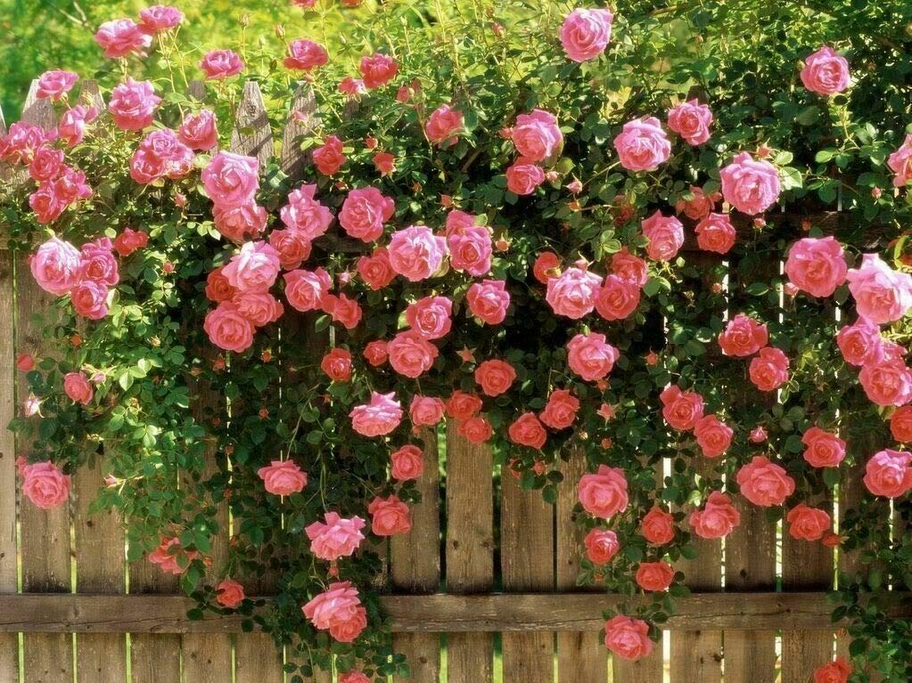 Climbing Roses