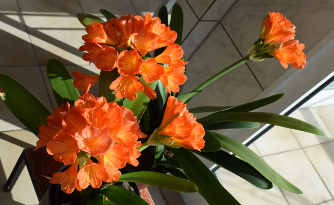 _Clivia (1)