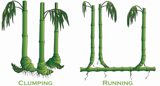 Clumping Vs. Running Type Bamboos