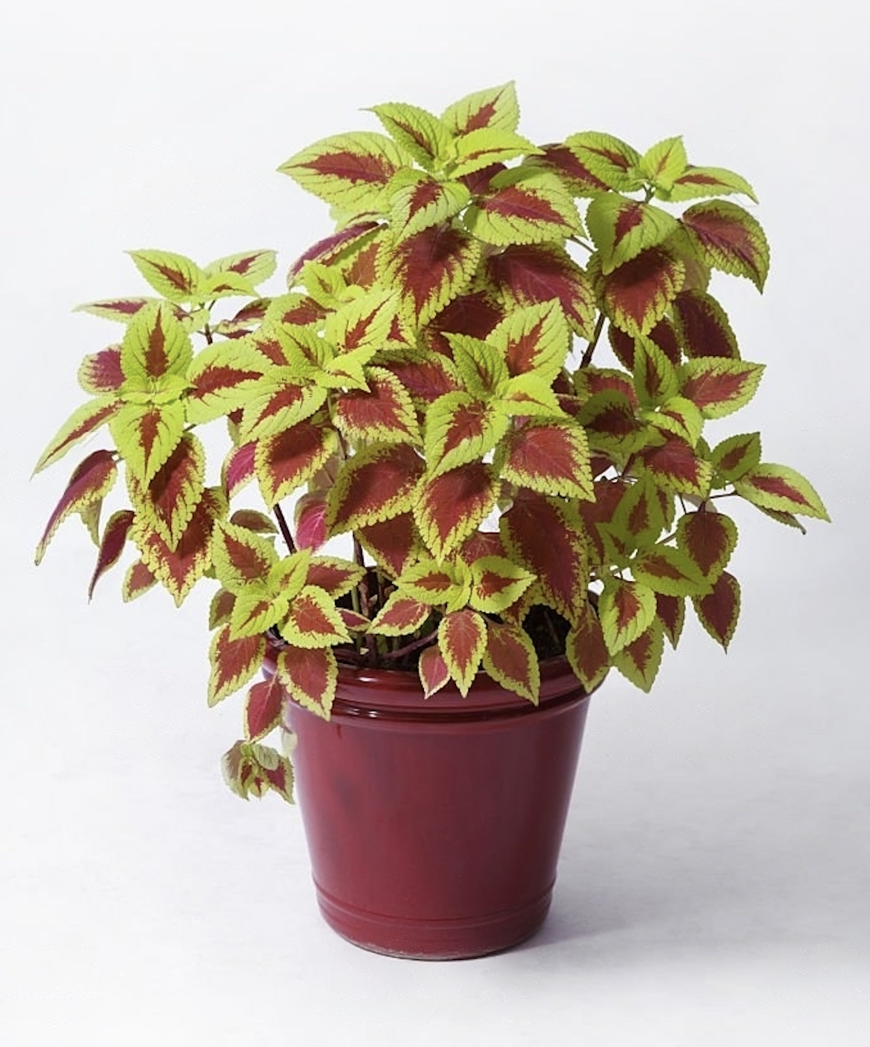 Coleus