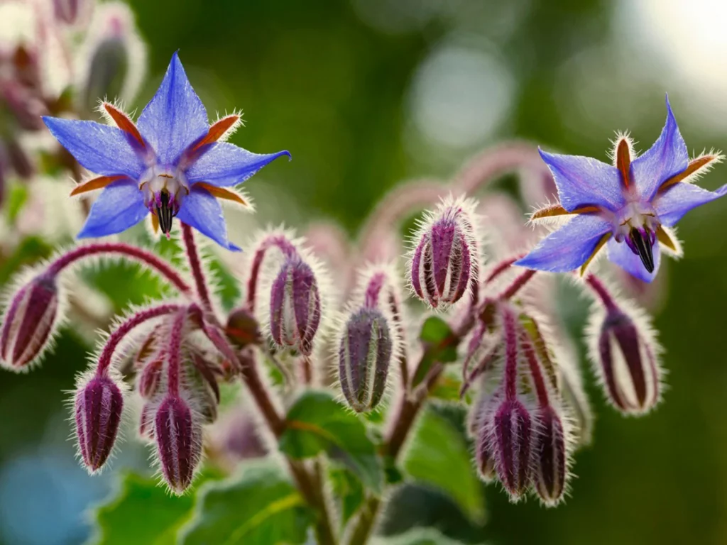 Common Borage (Borago officinalis)