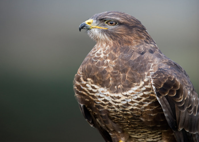 12 British Birds Of Prey To Spot In The Wild