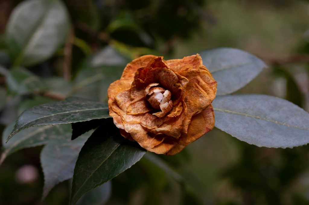 Common Camellia Growing Problems