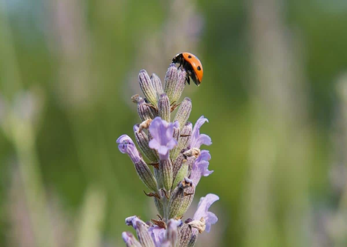 Common Diseases and Pests for Lavender