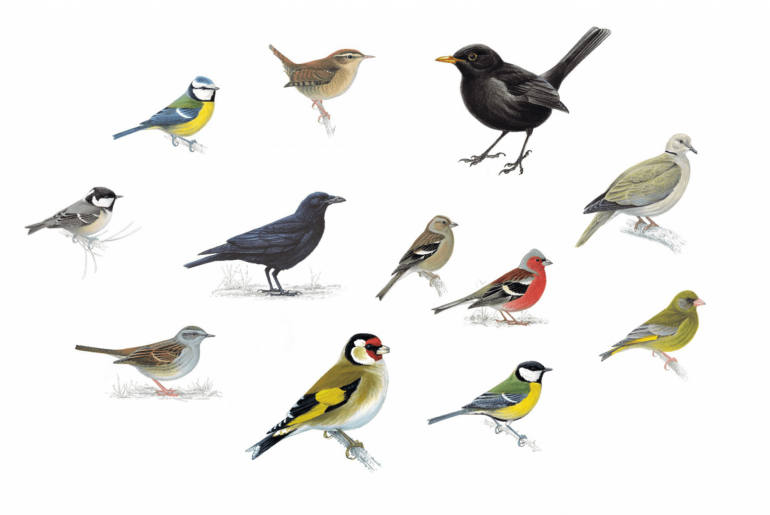 Common Garden Birds in the UK