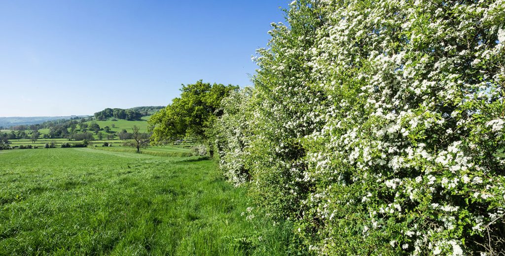 Common Hawthorn