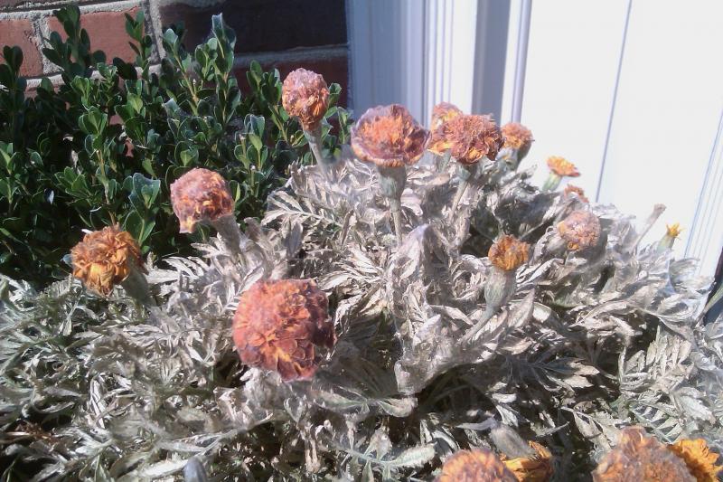 Common Issues with Tagetes Marigolds