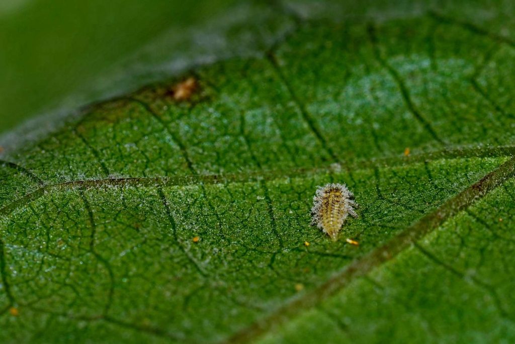 Common Pests and Diseases Affecting Honesty Plants