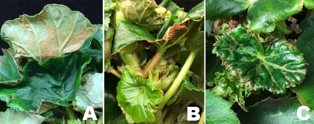 Common Pests and Diseases for Begonias