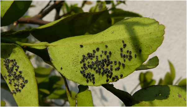 Common Pests and Diseases to Look For