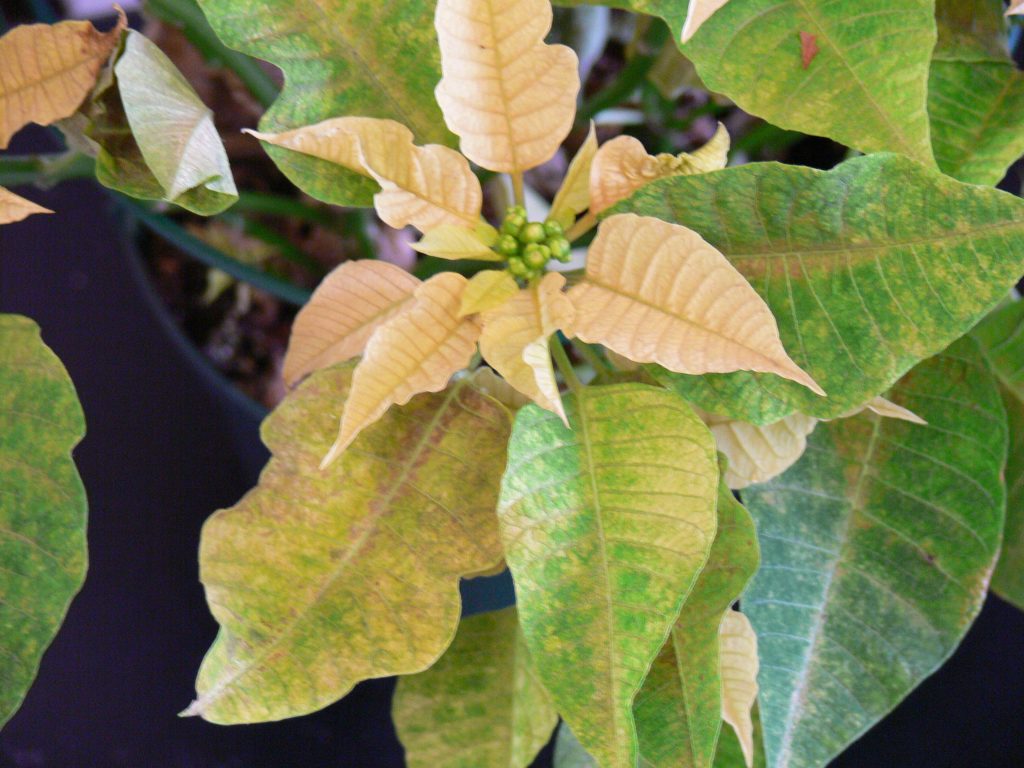 Common Poinsettia Problems and Their Solutions