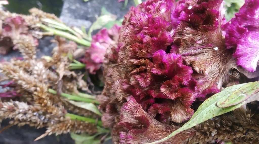 Common Problems Affecting Celosia Plants