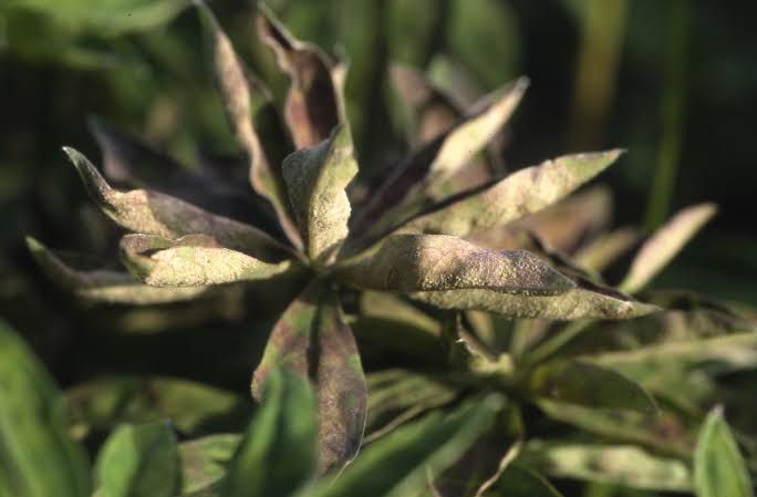 Common Problems and Solutions When Growing Lupins