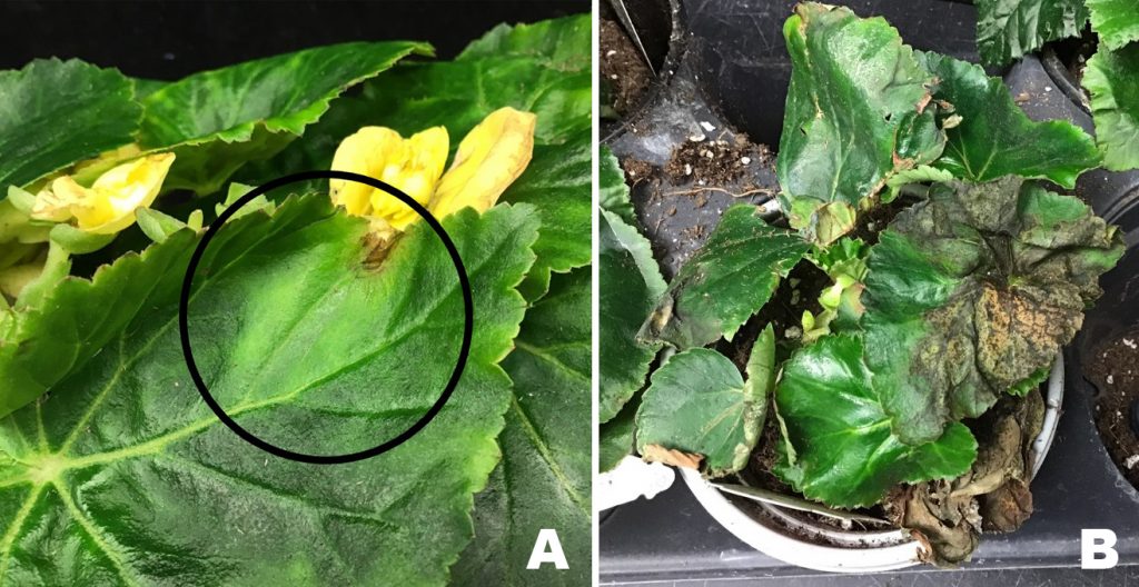 Common Problems to Watch out For in Begonias
