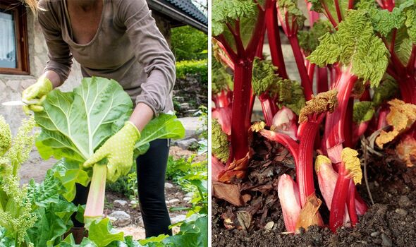 Common Rhubarb Pruning Mistakes to Avoid