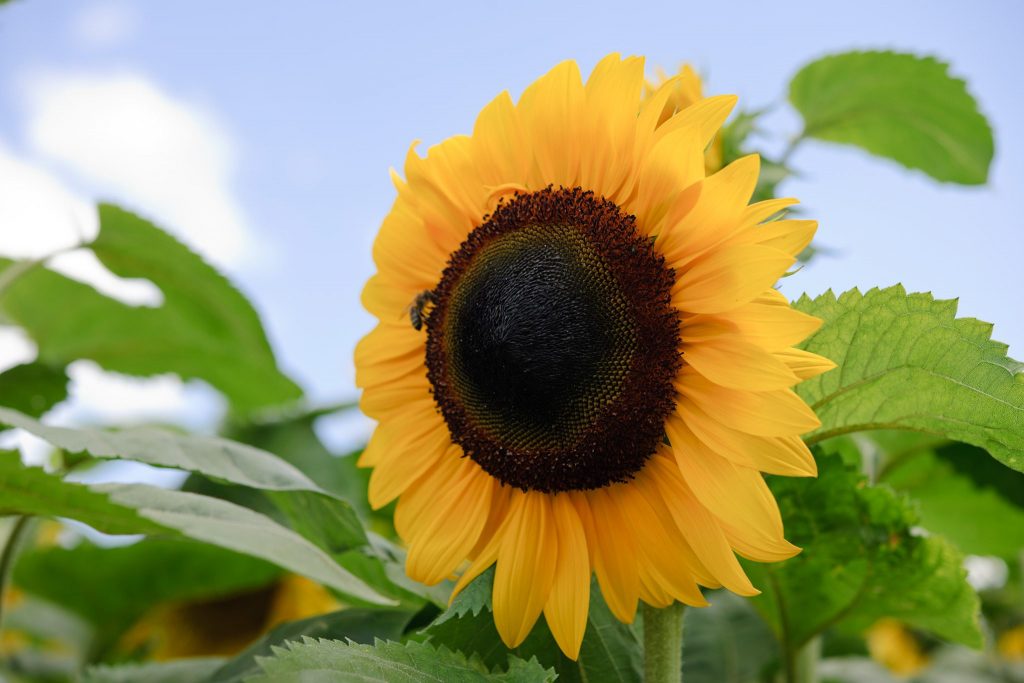 Common Sunflower (Helianthus Annuus)