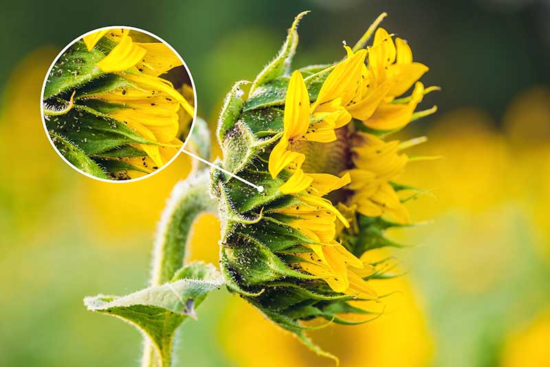 Common Sunflower Pests and Diseases