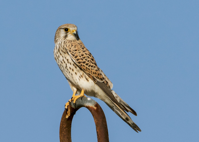 Common kestrel