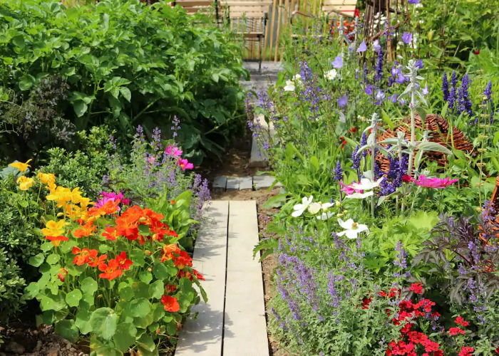 Companion Planting with Nasturtium