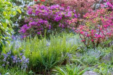 Companion Plants To Grow With Ferns