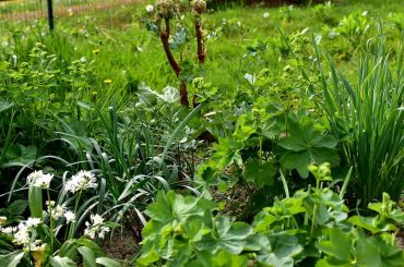 Companion Plants To Grow With Rhubarb