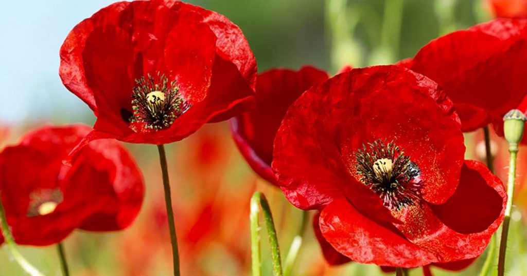 Complete Care to Grow a Poppy Seed